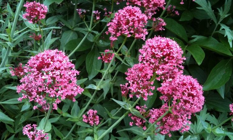 باغچه ای زیبا از گیاهان دارویی